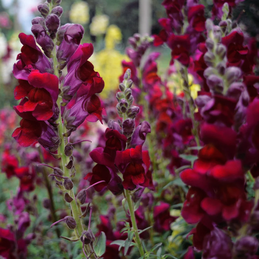 Antirrhinum <br>SNAPDRAGON 'BLACK PRINCE'