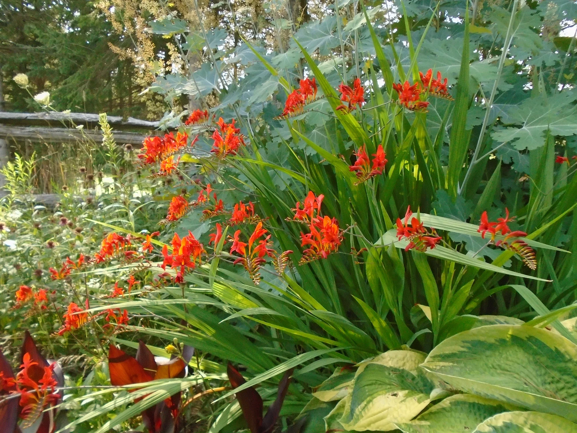 Crocosmia <br>CROCOSMIA RED HYBRID 'LUCIFER' - Image 2