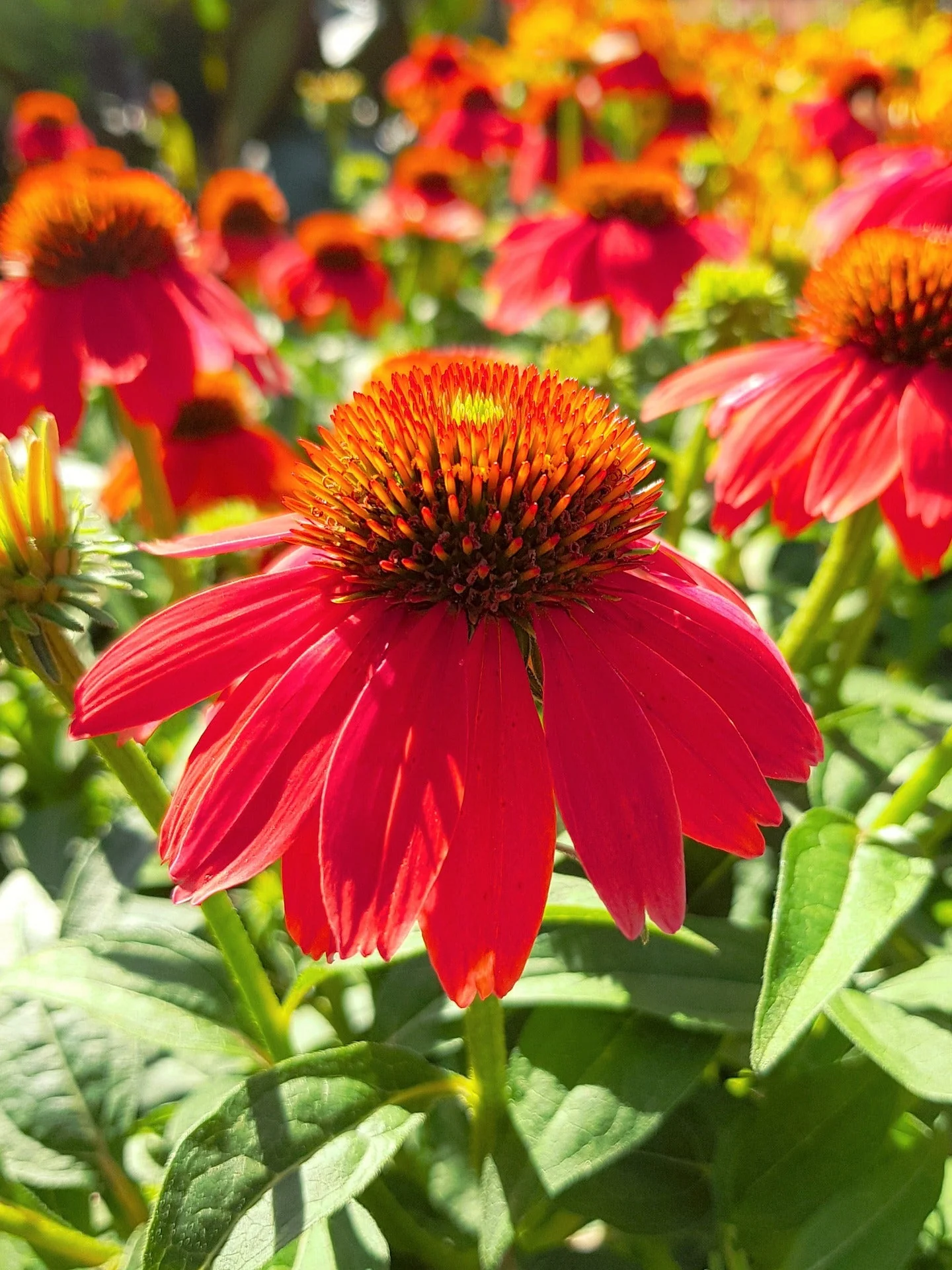 Echinacea hybrida <br>CONEFLOWER POLLYNATION ORANGE-RED