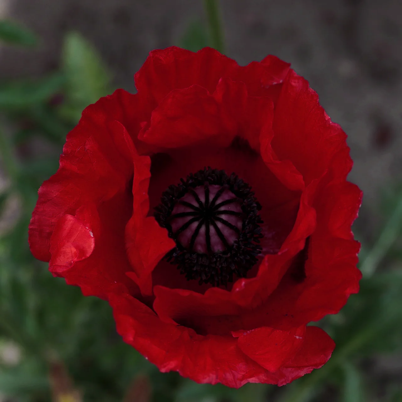 Papaver orientale (var. bracteatum?) <br>ORIENTAL POPPY RED 'BEAUTY OF LIVERMERE', IRANIAN PERSIAN