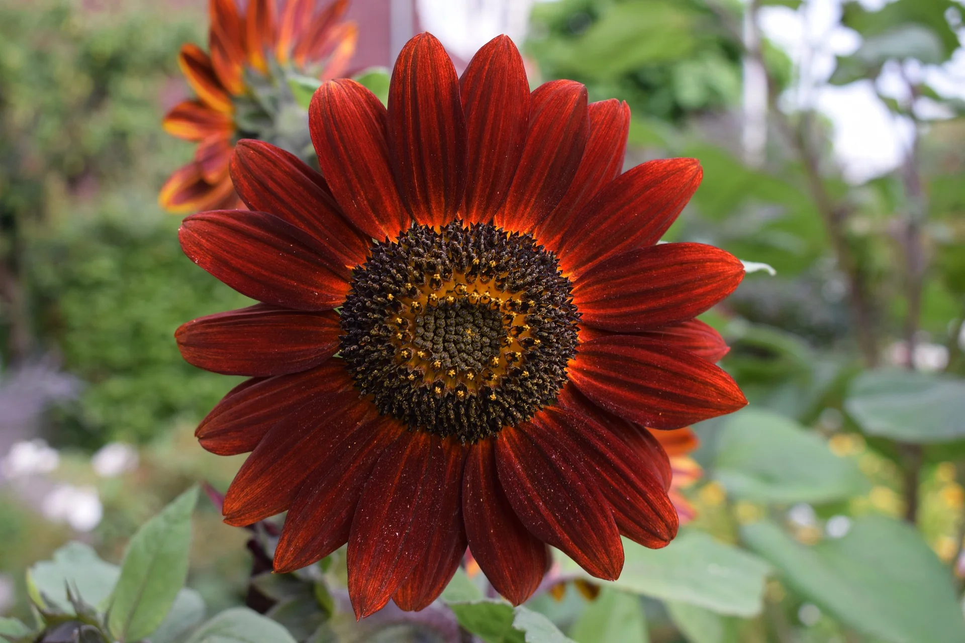 Helianthus <br>SUNFLOWER RUBY RED