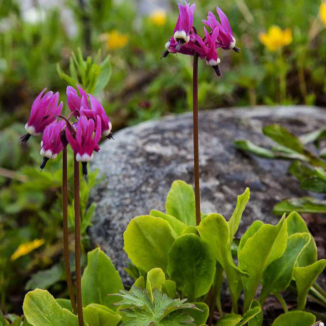 Dodecatheon meadia <br>RED SHOOTING STAR