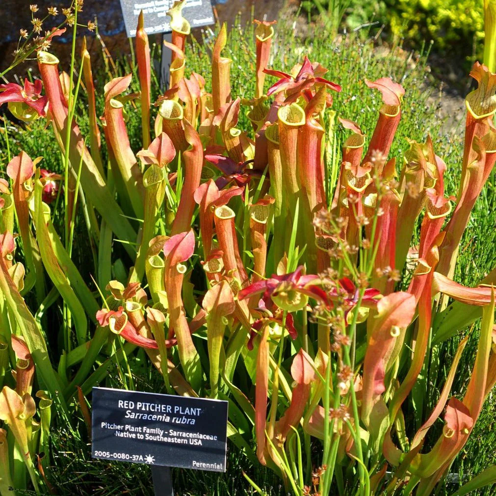 Sarracenia rubra <br>PITCHER PLANT RED SWEET