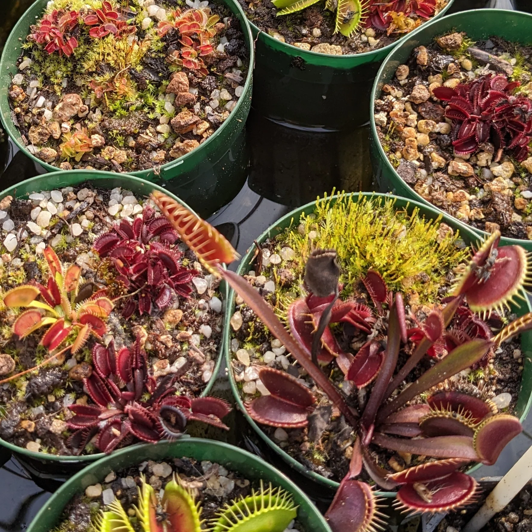 Dionaea muscipula <br>VENUS FLYTRAP RED MIX