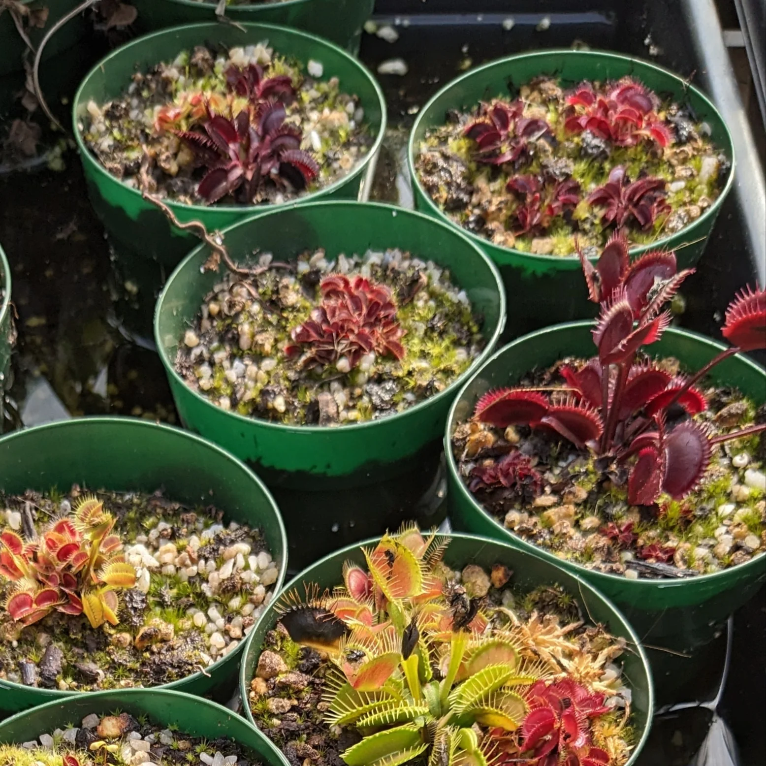 Dionaea muscipula <br>VENUS FLYTRAP RED MIX - Image 2