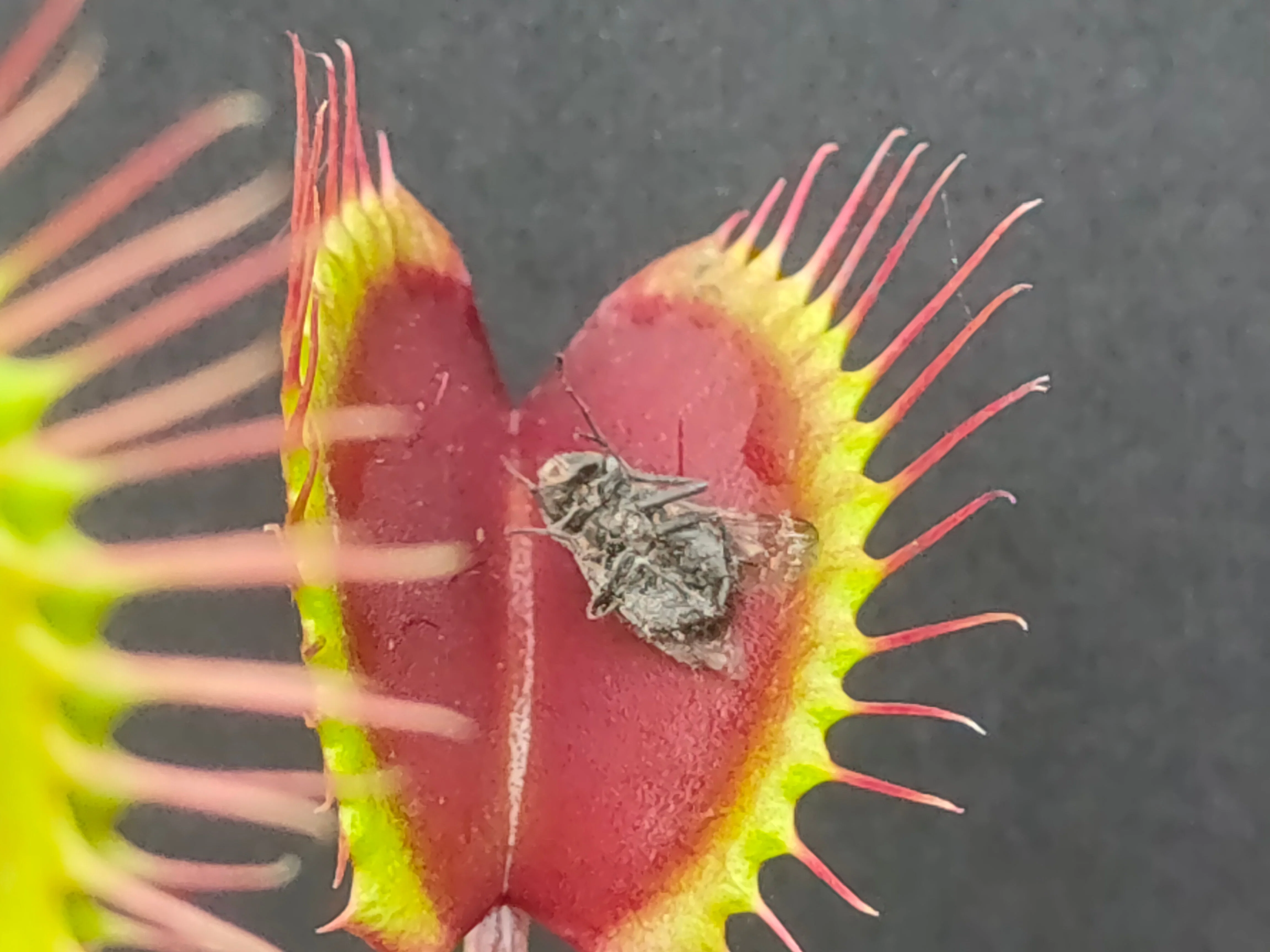 Dionaea muscipula <br>VENUS FLYTRAP RED MIX - Image 3