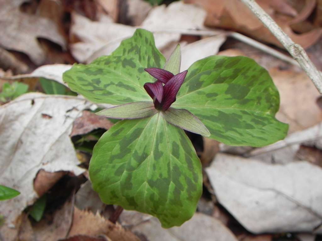 Trillium chloropeltalum <br>RED TRILLIUM - Image 3