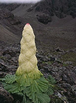 Rheum nobile <br>SAKKIM RHUBARB