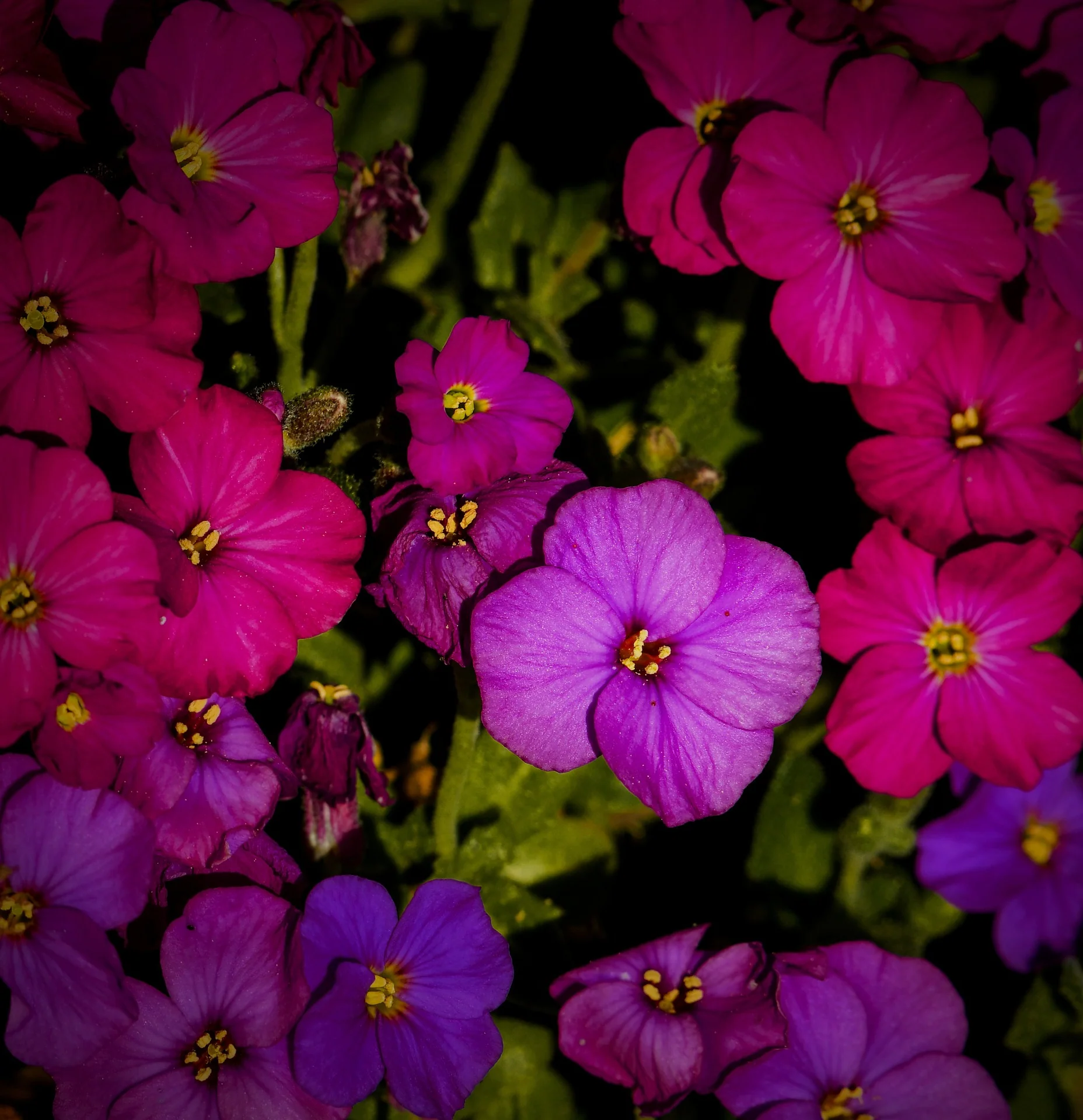 Arabis caucasica <br>ROCK CRESS MIX.