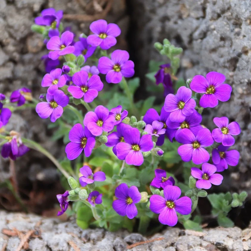 Arabis caucasica <br>ROCK CRESS MIX. - Image 2