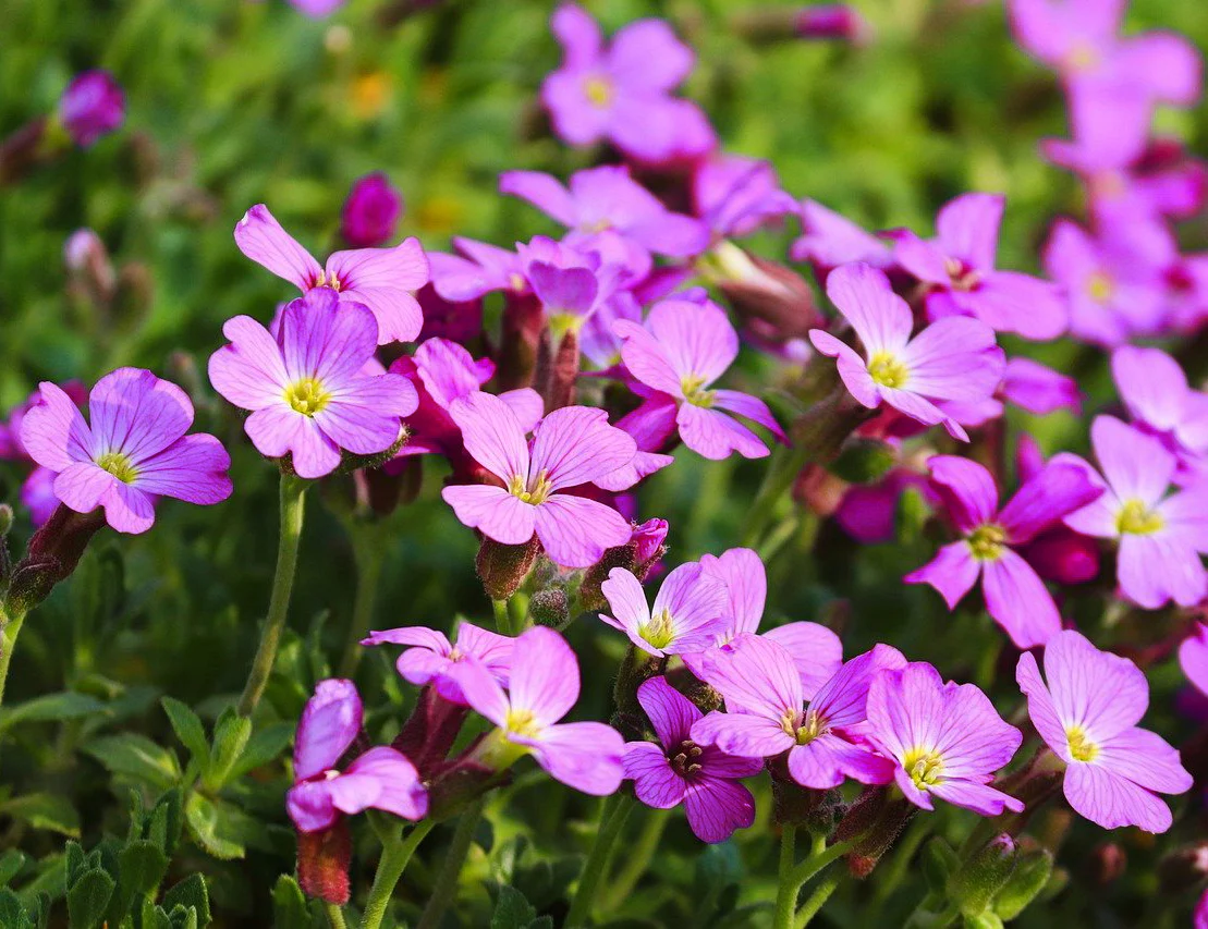Arabis caucasica <br>ROCK CRESS MIX. - Image 3