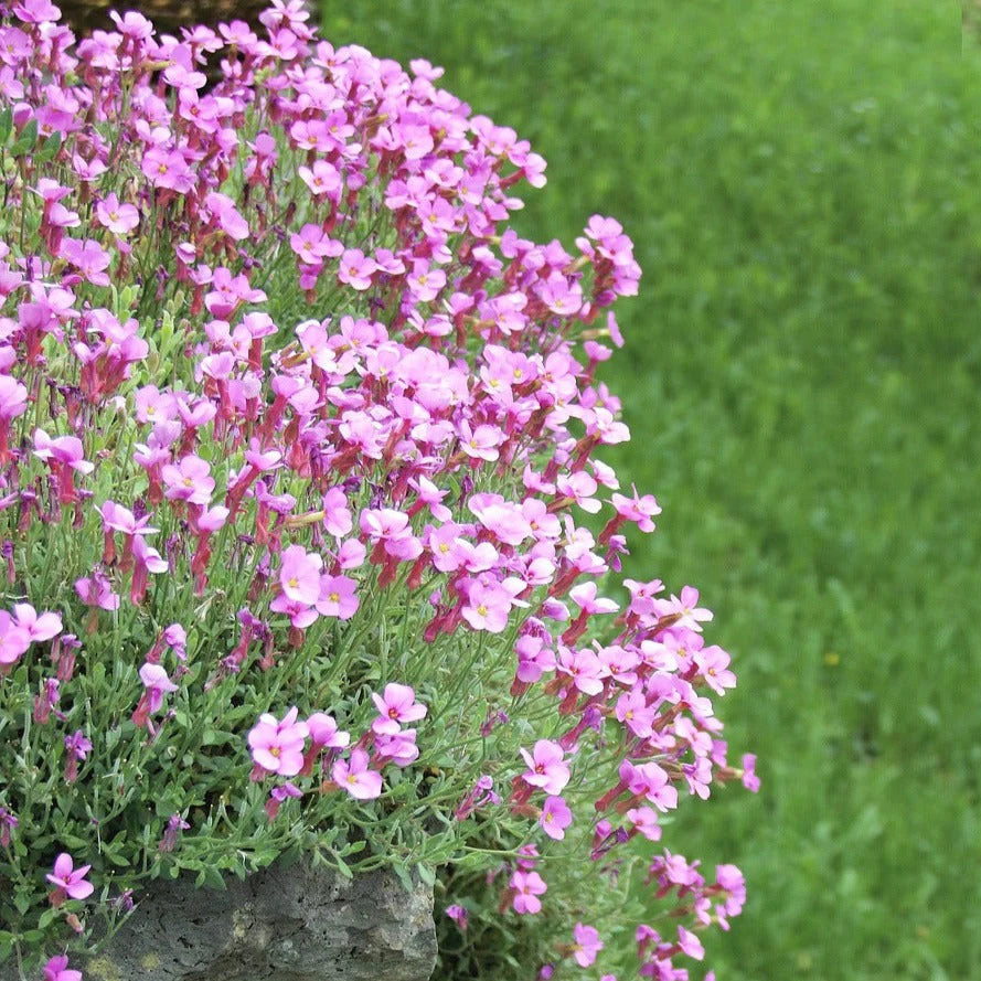 Arabis caucasica <br>ROCK CRESS MIX. - Image 4