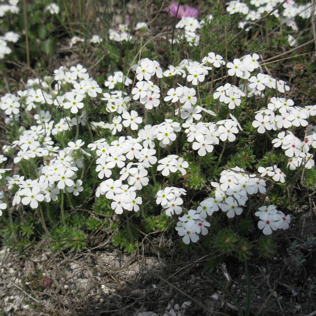 Androsace cylindrica <br>ROCK JASMINE