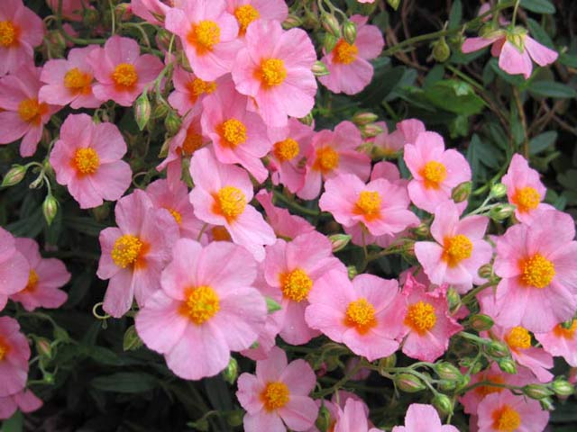 Helianthemum nummularium f mutabile <br>ROCK SUN ROSE MIX