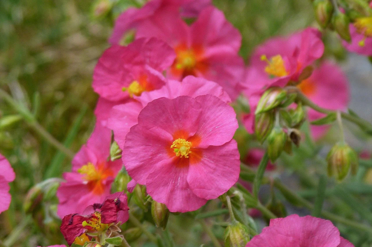Helianthemum nummularium f mutabile <br>ROCK SUN ROSE MIX - Image 2