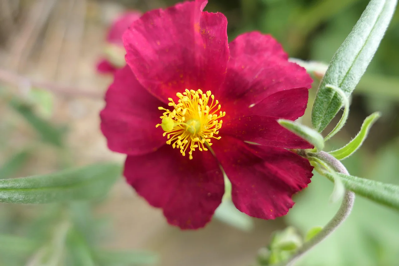 Helianthemum nummularium f mutabile <br>ROCK SUN ROSE MIX - Image 3