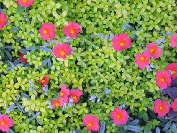 Helianthemum nummularium f mutabile <br>ROCK SUN ROSE MIX - Image 4