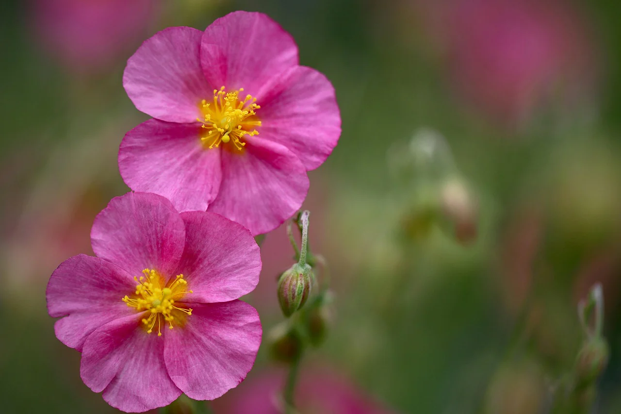 Helianthemum nummularium f mutabile <br>ROCK SUN ROSE MIX - Image 5
