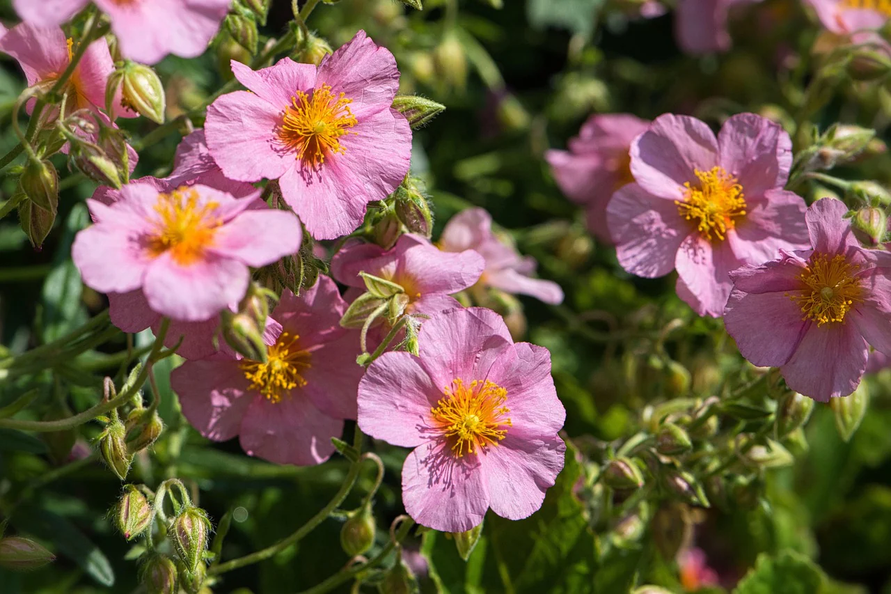 Helianthemum nummularium f mutabile <br>ROCK SUN ROSE MIX - Image 6