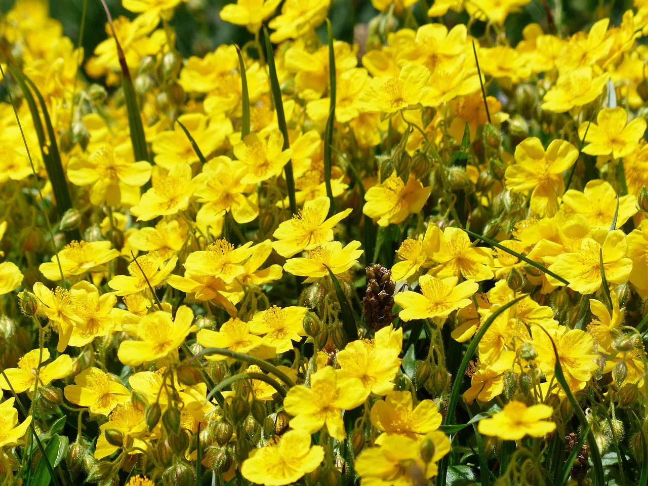 Helianthemum nummularium f mutabile <br>ROCK SUN ROSE MIX - Image 7