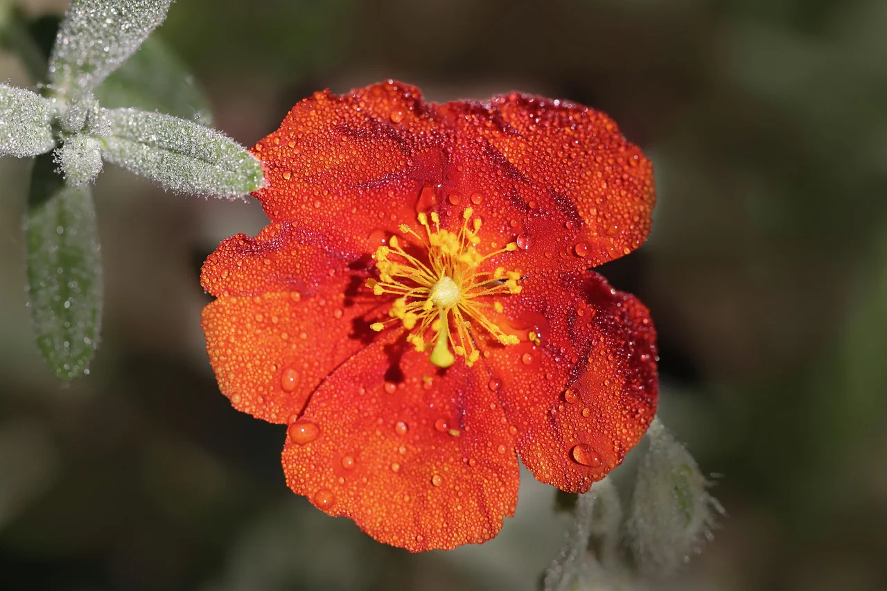 Helianthemum nummularium f mutabile <br>ROCK SUN ROSE MIX - Image 8