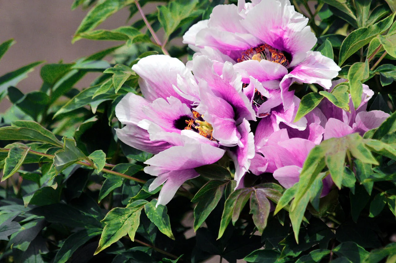 Paeonia <br>ROCKII TREE PEONY