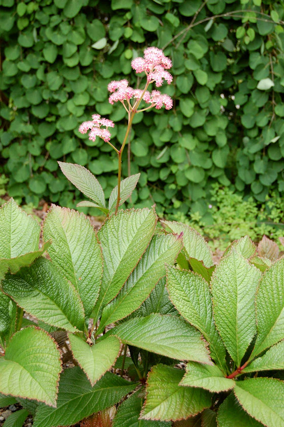 Rodgersia pinnata <br>RODGERSIA - Image 3