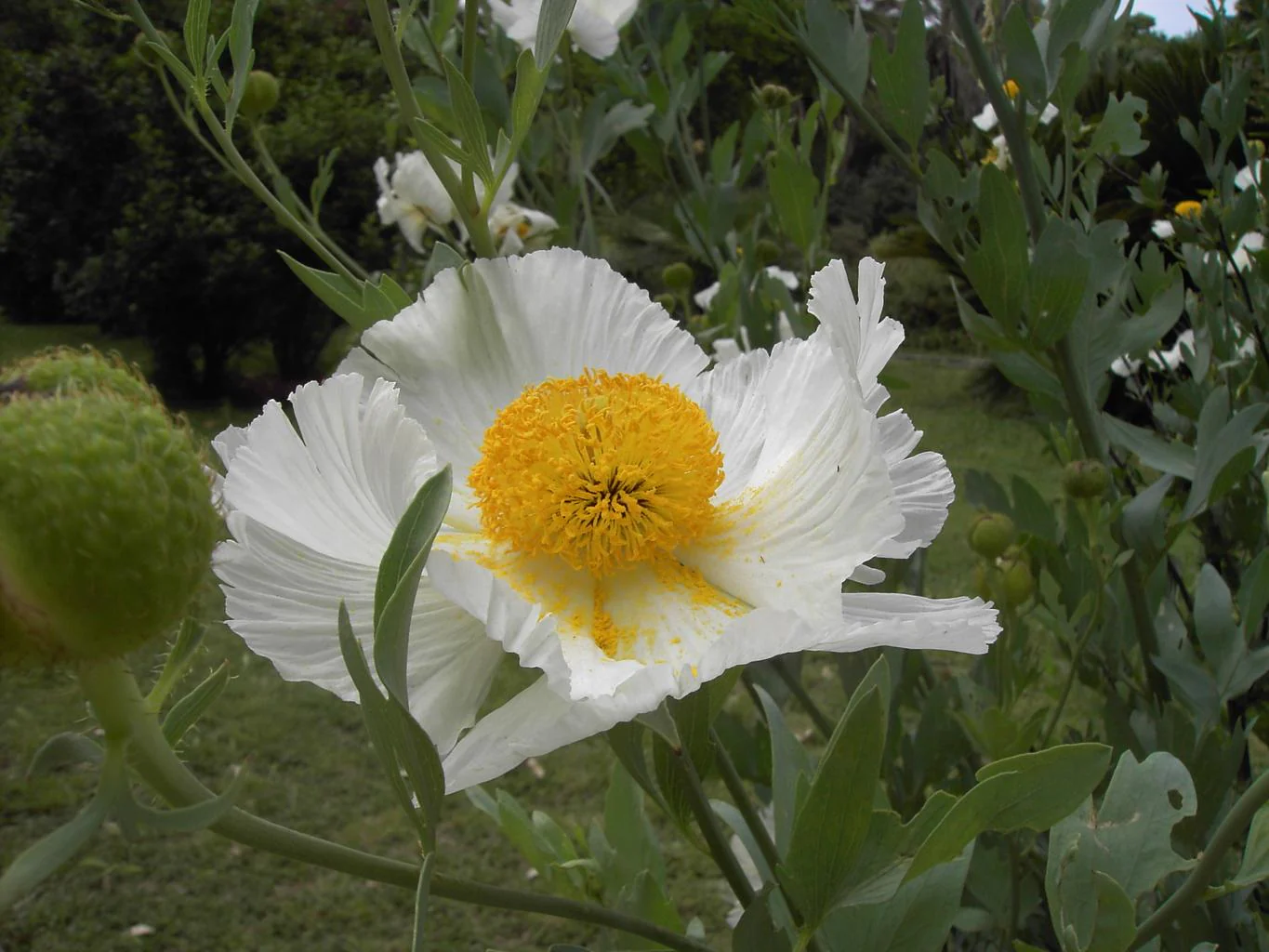 Romneya coulteri <br>CALIFORNIA TREE POPPY, COULTER'S MATILIJA POPPY - Image 2