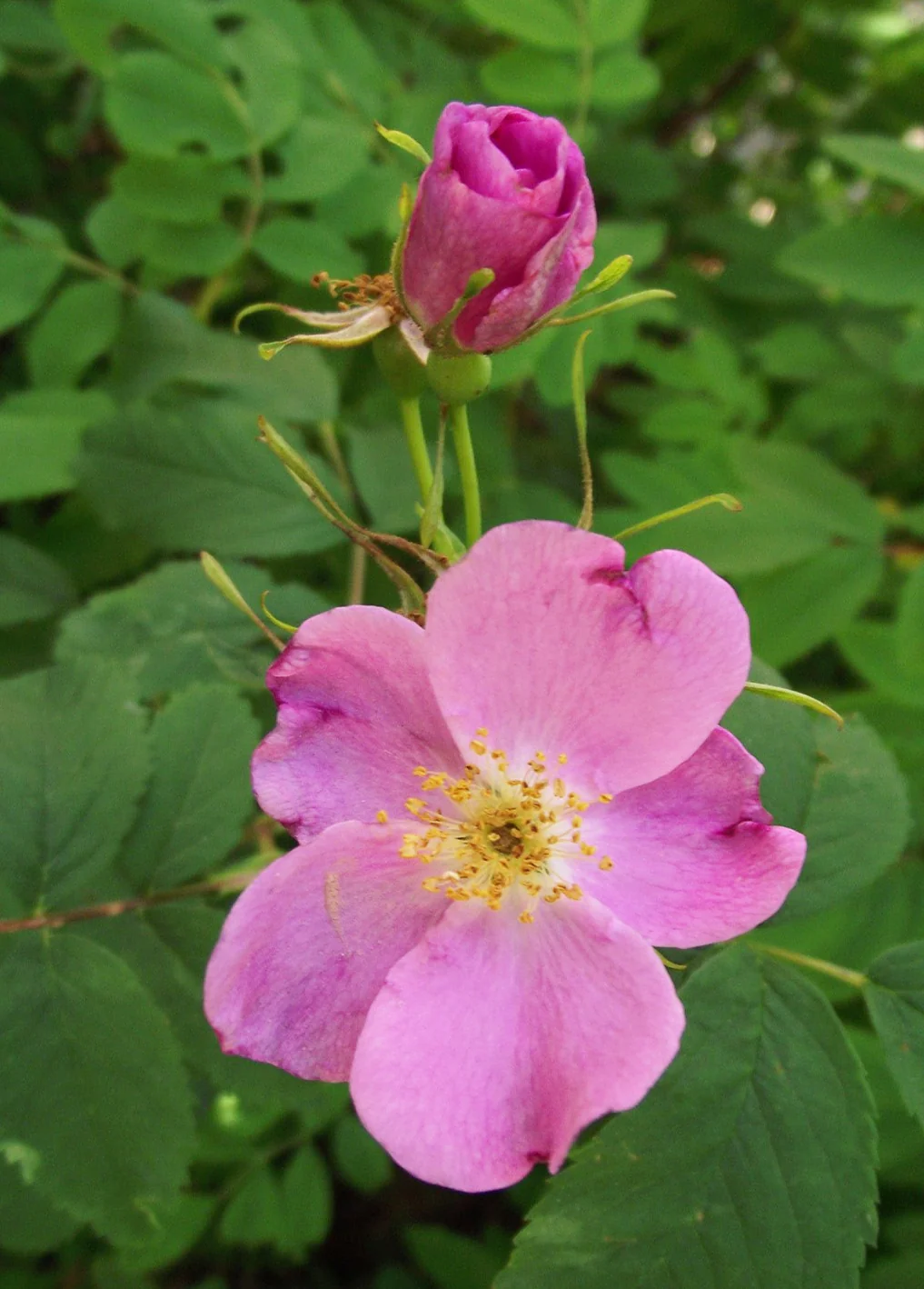 Rosa blanda <br>EARLY WILD ROSE