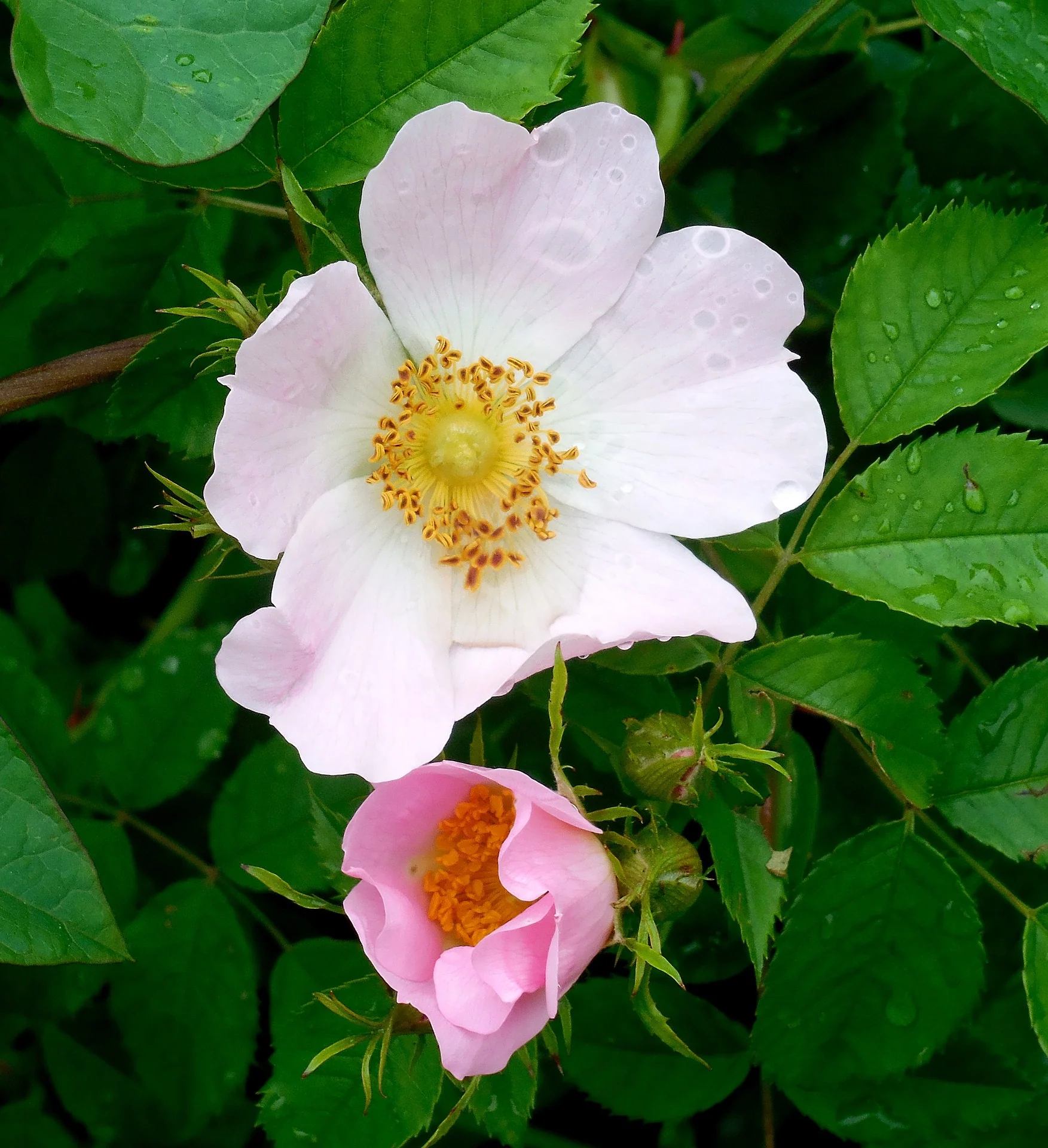 Rosa carolina <br>CAROLINA ROSE, PRAIRIE ROSE, PASTURE ROSE - Image 2