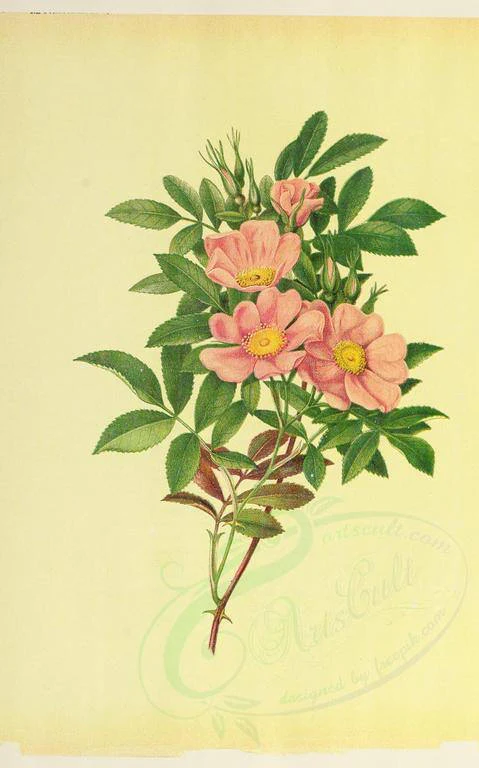 Rosa carolina <br>CAROLINA ROSE, PRAIRIE ROSE, PASTURE ROSE - Image 3