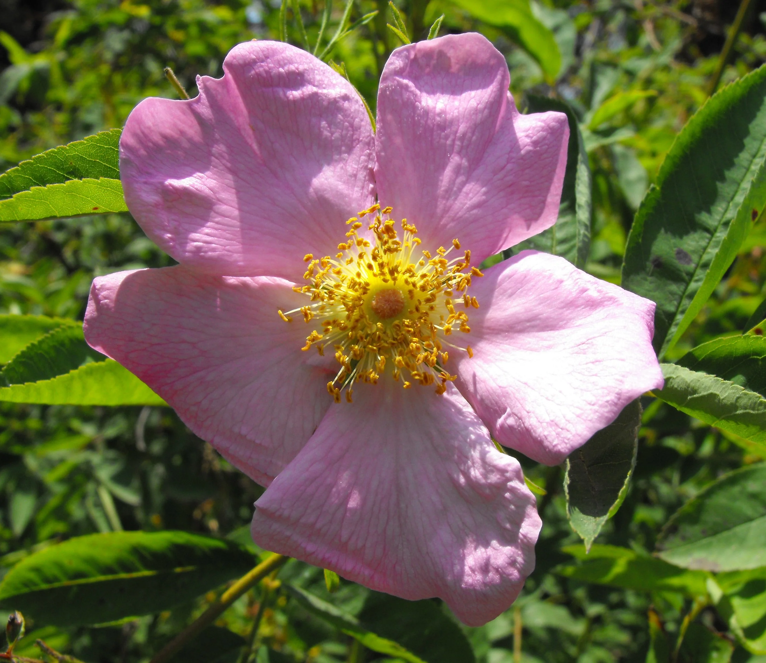 Rosa carolina <br>CAROLINA ROSE, PRAIRIE ROSE, PASTURE ROSE - Image 4
