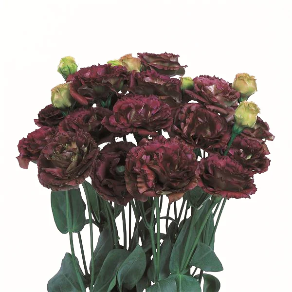 Eustoma grandiflorum <br>LISIANTHUS ROSANNE BROWN 3
