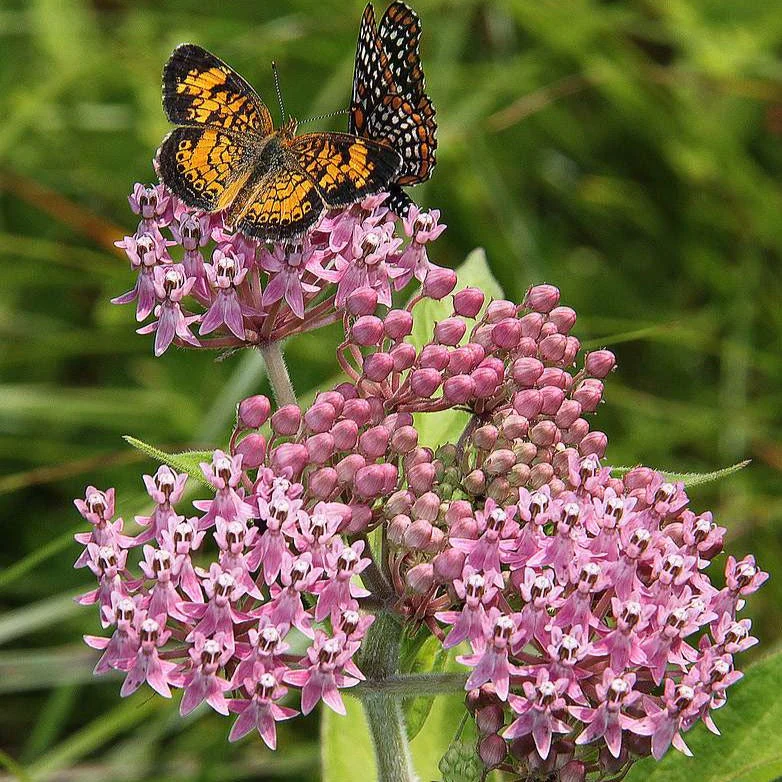 Asclepias incarnata <br>ROSE MILKWEED