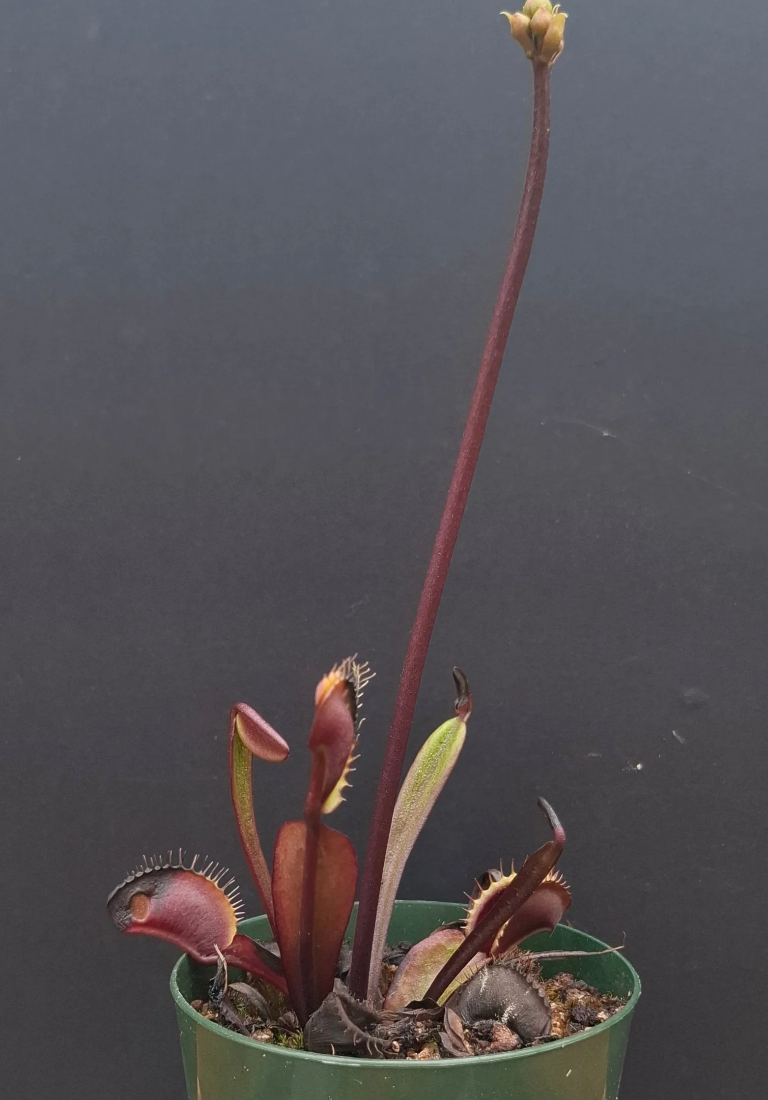 Dionaea muscipula <br>VENUS FLYTRAP 'ROYAL RED' - Image 2
