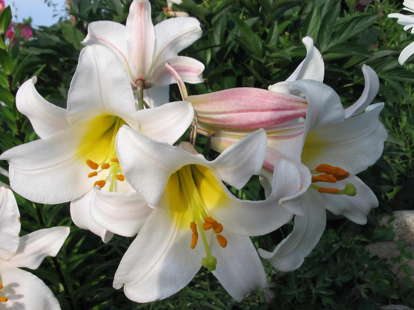 Lilium regale <br>ROYAL REGAL LILY, CHRISTMAS LILY, Very Fragrant! - Image 2