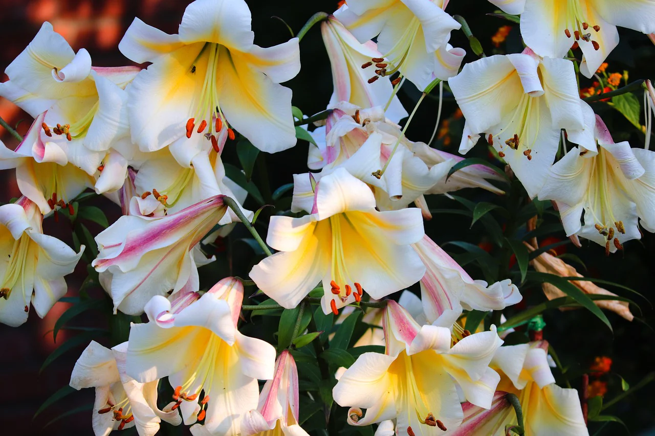 Lilium regale <br>ROYAL REGAL LILY, CHRISTMAS LILY, Very Fragrant! - Image 3