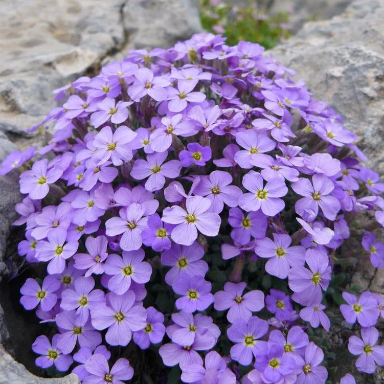 Aubrieta <br>ROYAL VIOLET ROCK CRESS