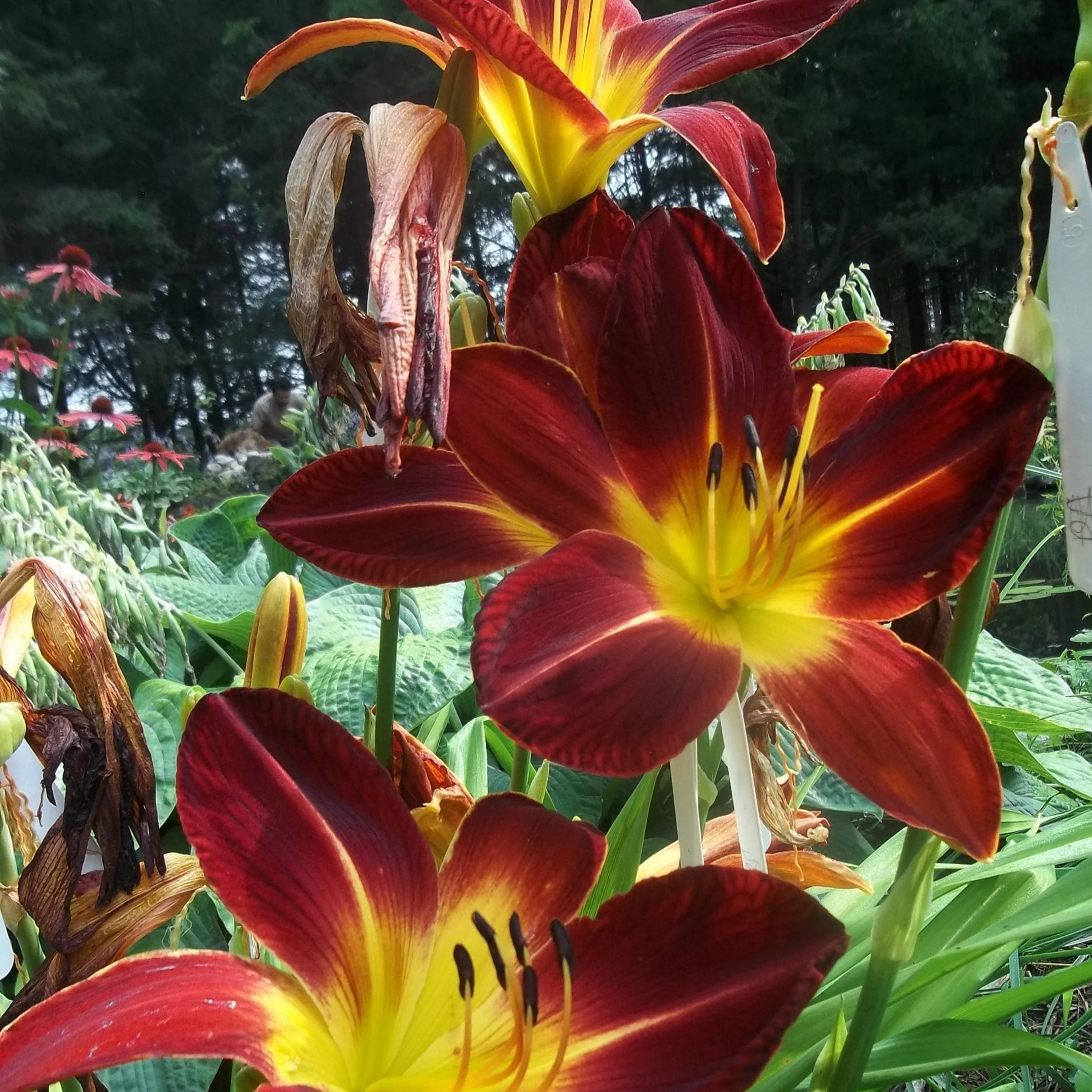 Hemerocalis <br>RUBY SPIDER & BLACK RUBY DAYLILY