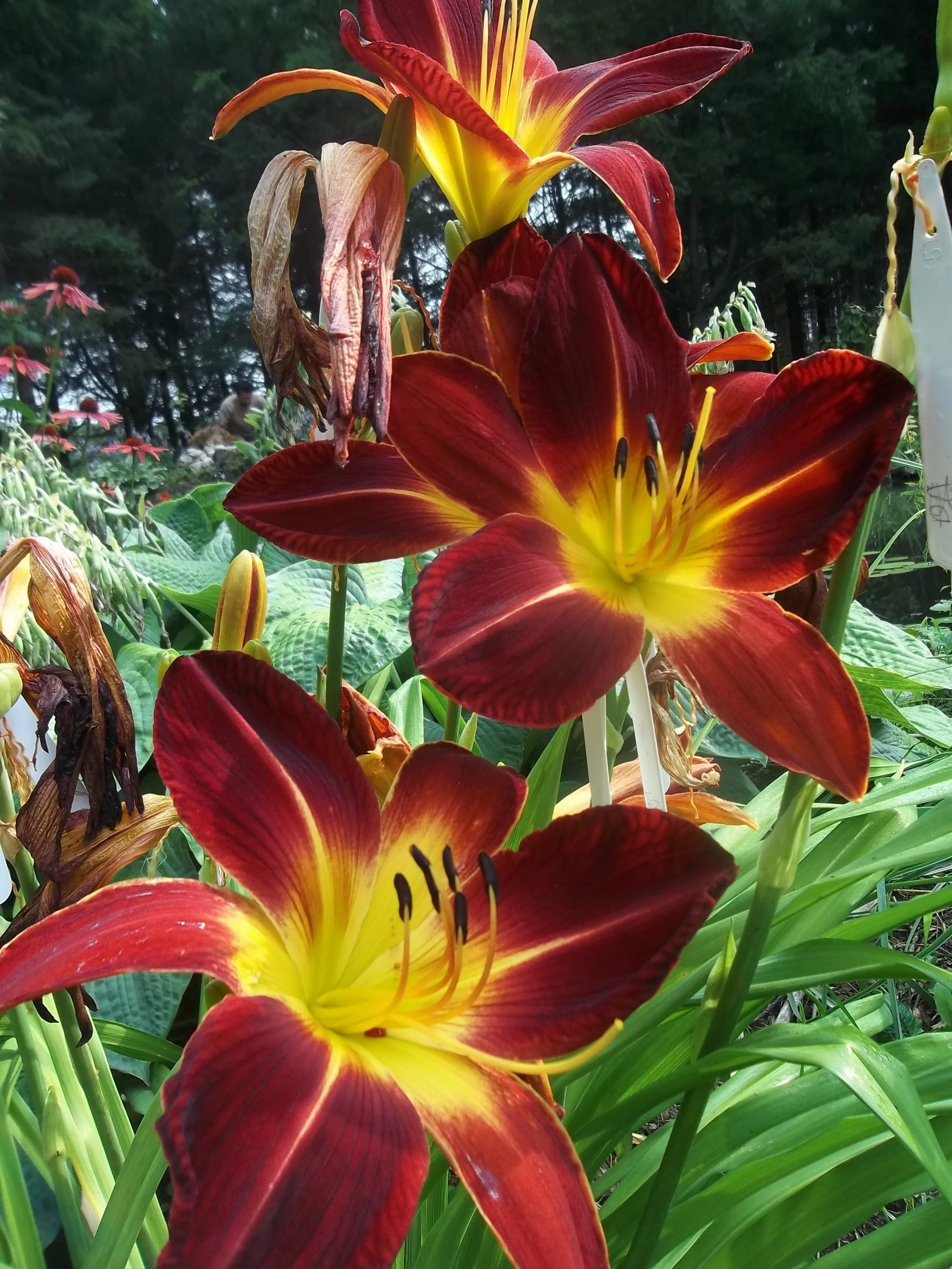 Hemerocalis <br>RUBY SPIDER & BLACK RUBY DAYLILY - Image 2