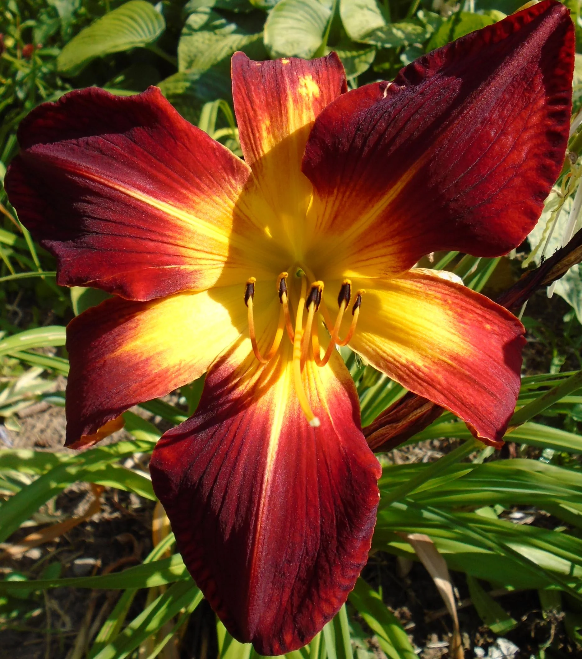 Hemerocalis <br>RUBY SPIDER & BLACK RUBY DAYLILY - Image 3