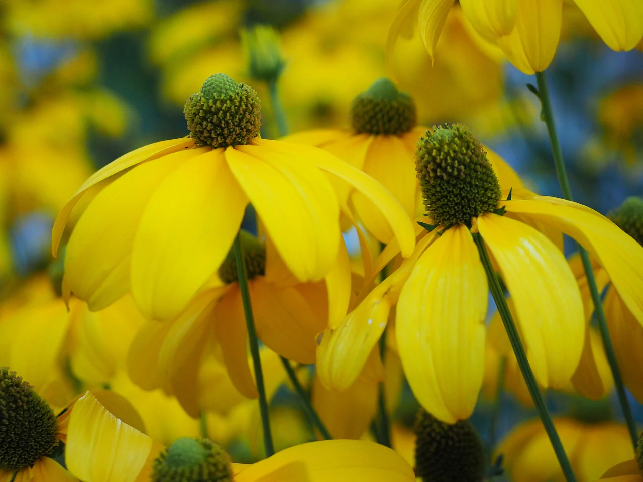 Rudbeckia laciniata <br>CUTLEAF CONEFLOWER