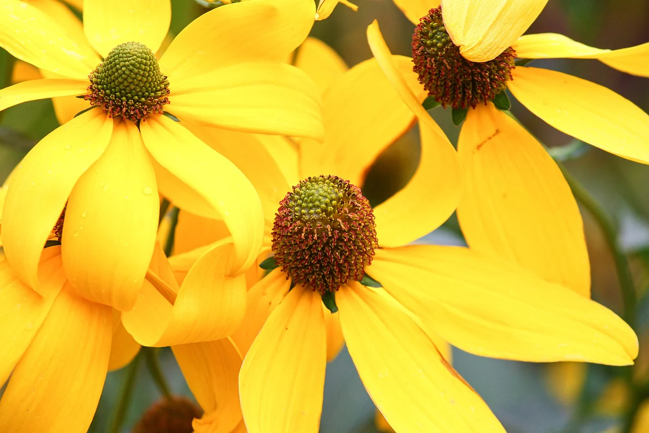 Rudbeckia laciniata <br>CUTLEAF CONEFLOWER - Image 3