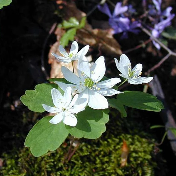 Anemonella thalictroides <br>RUE ANEMONE