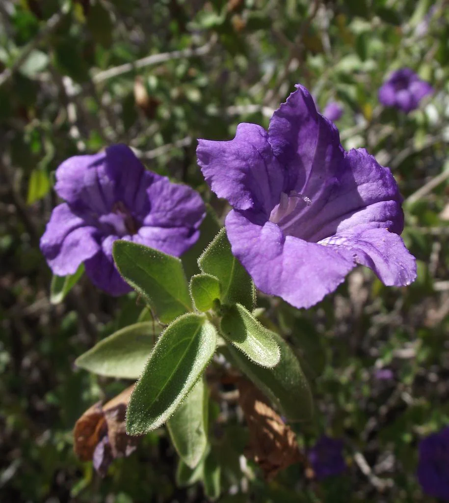 Ruellia humilis <br>WILD PETUNIA - Image 2