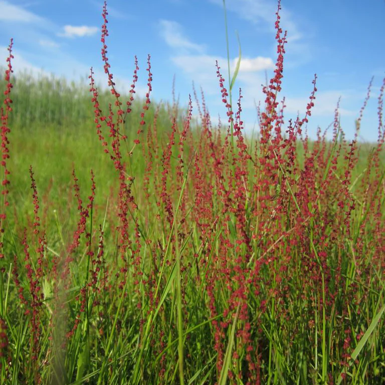 Rumex acetosella <br>SHEEP'S SORREL