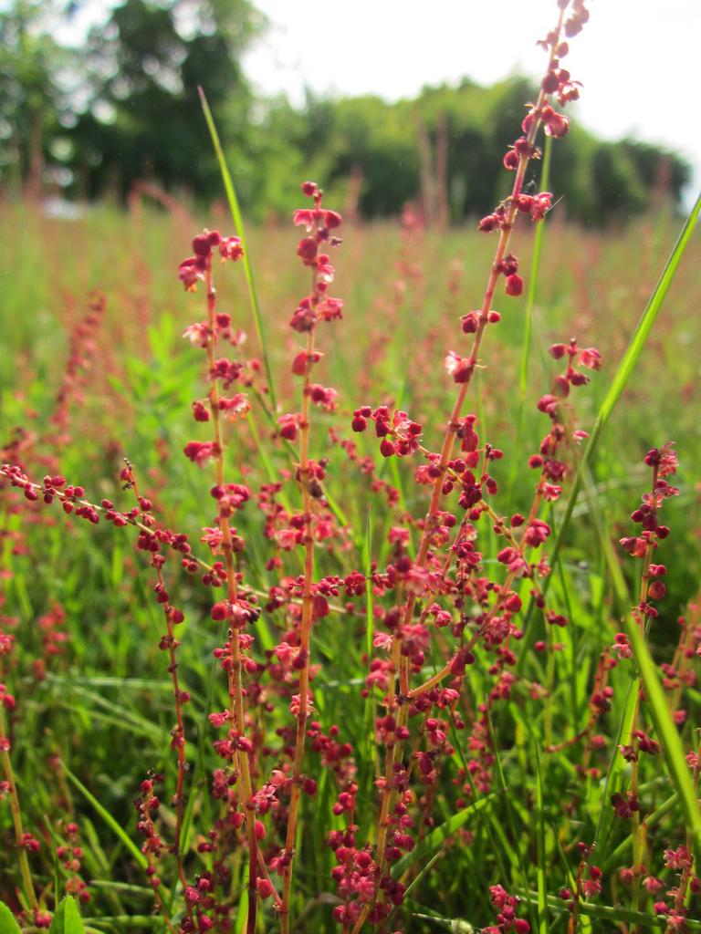 Rumex acetosella <br>SHEEP'S SORREL - Image 2