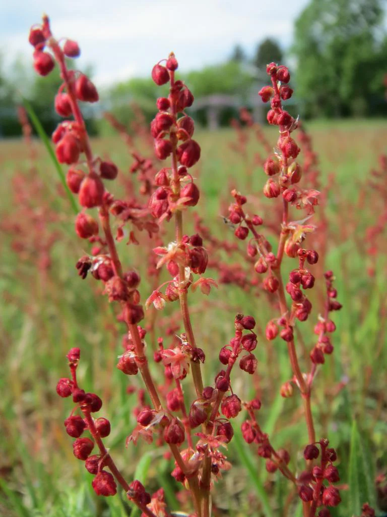 Rumex acetosella <br>SHEEP'S SORREL - Image 3