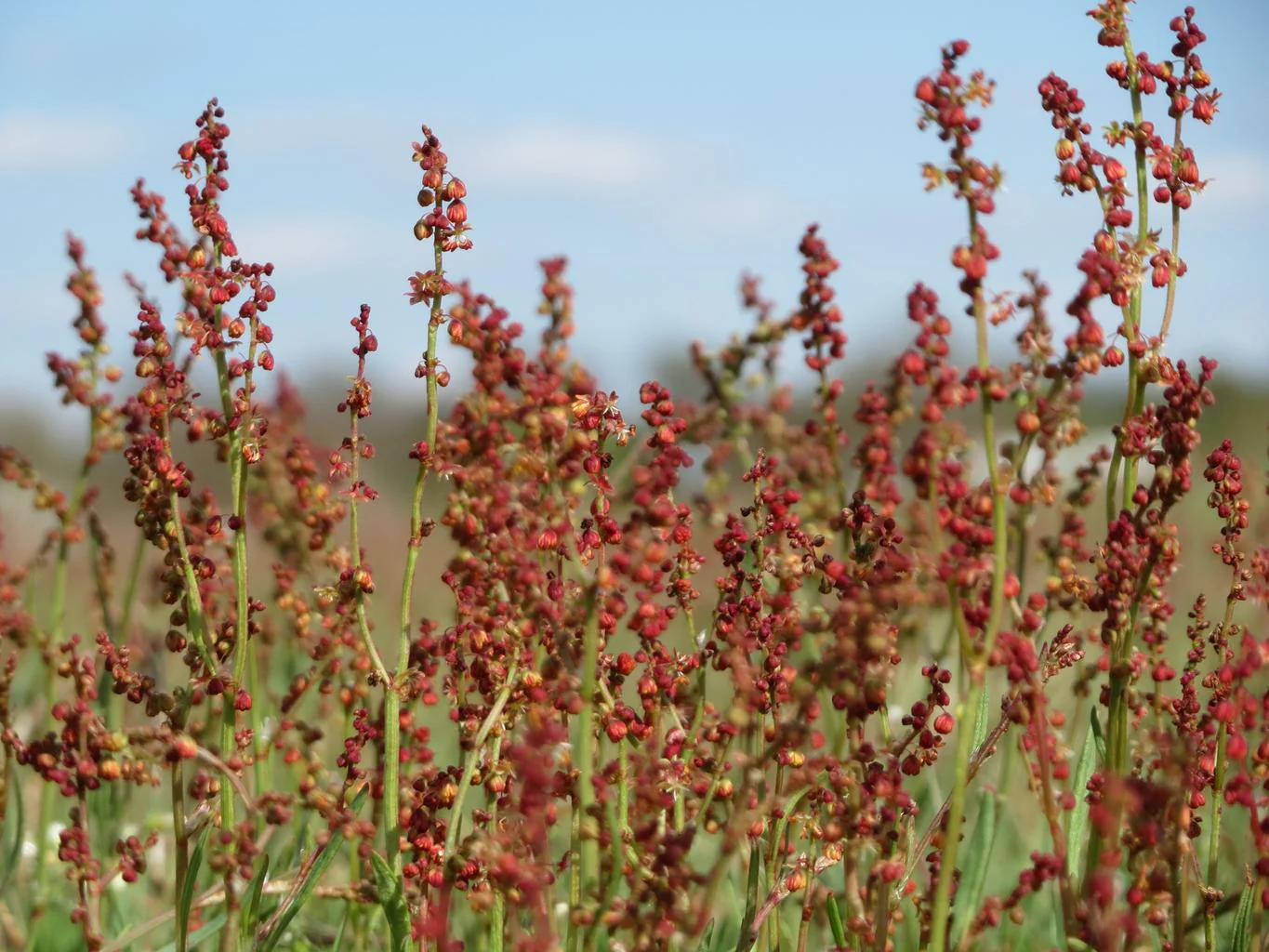 Rumex acetosella <br>SHEEP'S SORREL - Image 4