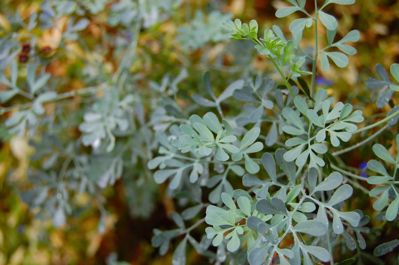 Ruta graveolens <br>COMMON RUE - Image 2